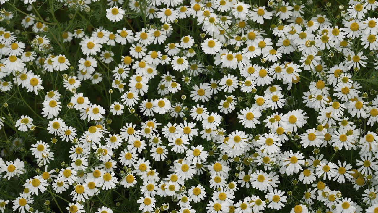 Top view field of white and yellow daisy flowers in full bloom.