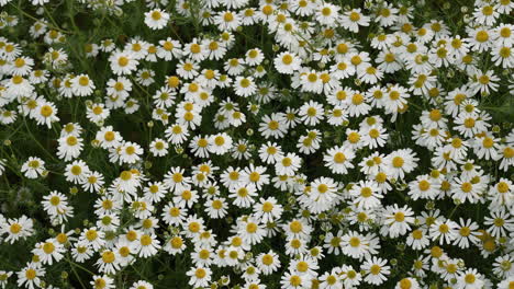 top view field of white and yellow daisy flowers in full bloom.
