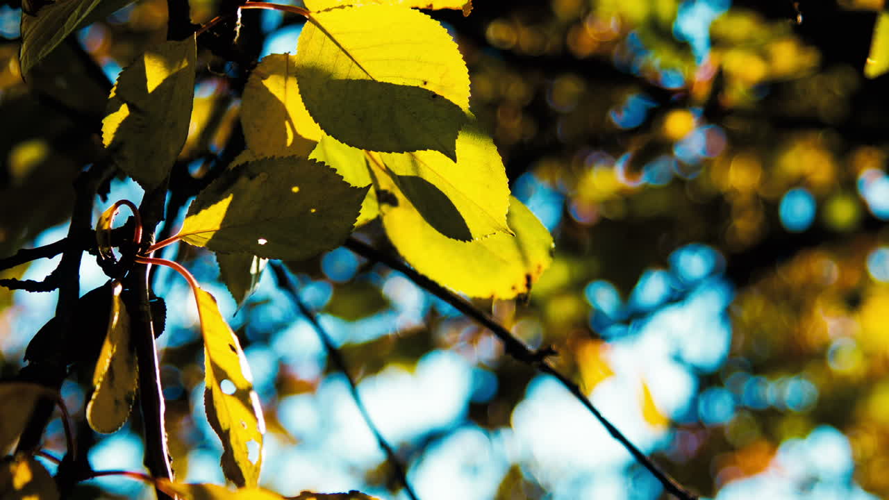 Yellow maple leaves in autumn forest