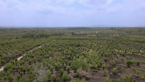 aerial view of large eucalyptus plantation in indonesia with cloudy sky