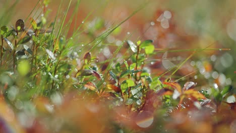 blades of grass and eaves of tiny plants beaded with dew drops