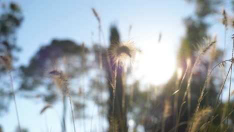 bokeh shot of reeds and grass with a bright summer sky in the background