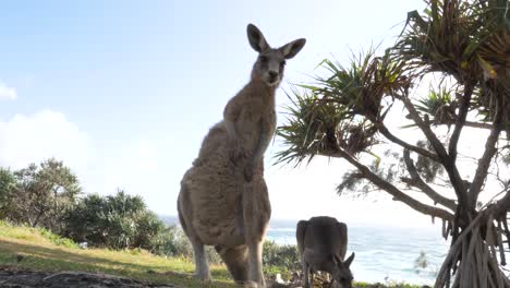 young kangaroo stands tall while scratching and grooming itself