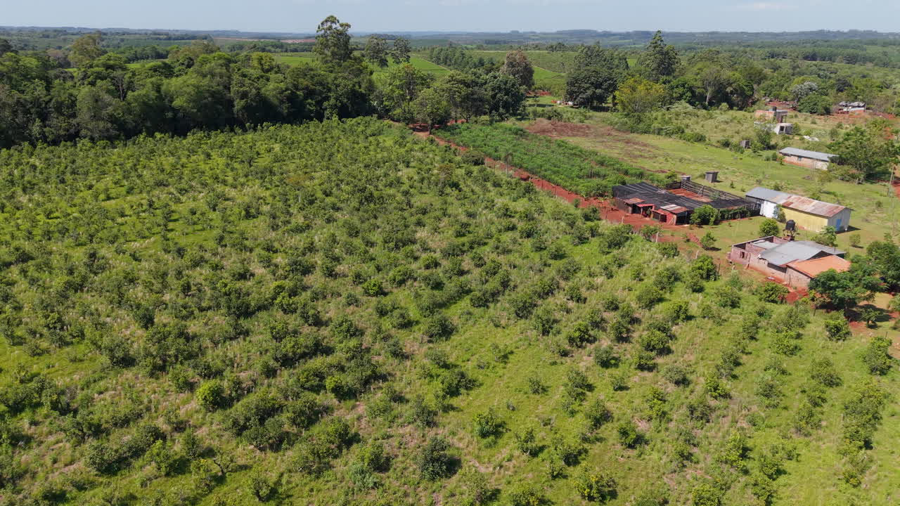 Top down aerial over symmetrical rows of yerba mate crops in plantation field, sunny day