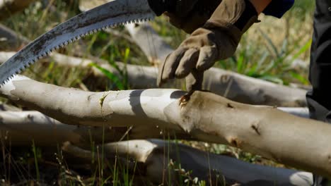 lumberjack cutting wooden log with pruning saw 4k