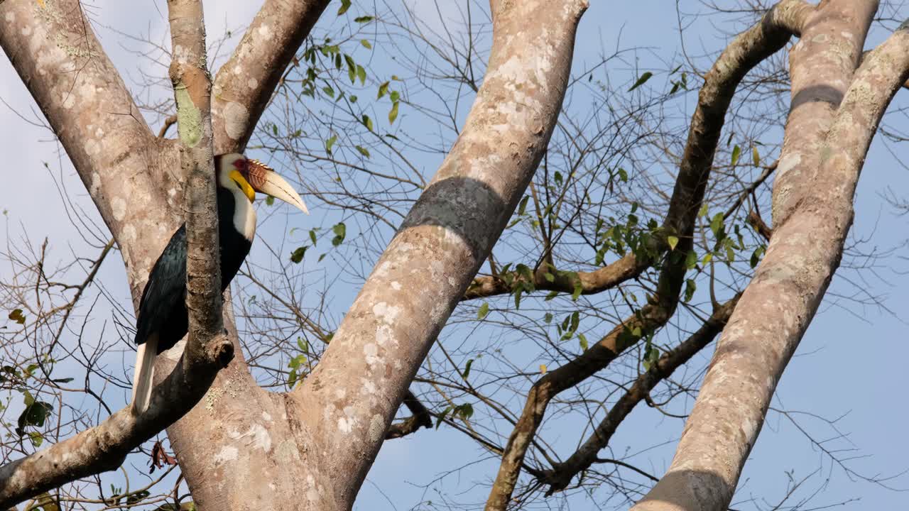 A lone male Wreathed Hornbill Rhyticeros undulatus is perching on a branch while looking at the back of the tree and moving its head facing to the right side of the frame.