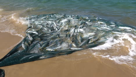 Fisch-Im-Netz-Am-Strand