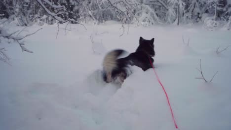 Playful-And-Active-Alaskan-Malamute-In-Deep-Snowscape-Forest