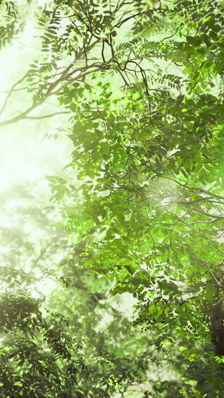 Sunlight streaming through lush green trees in a tranquil forest atmosphere