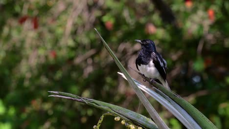 the oriental magpie-robin is a very common passerine bird in thailand in which it can be seen anywhere