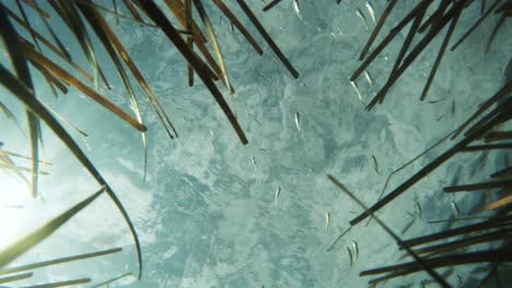 Einzigartiger-Blick-Auf-Die-Sonne,-Die-Durch-Eine-Seegraswiese-Scheint,-über-Der-Schwärme-Kleiner-Fische-Schwimmen