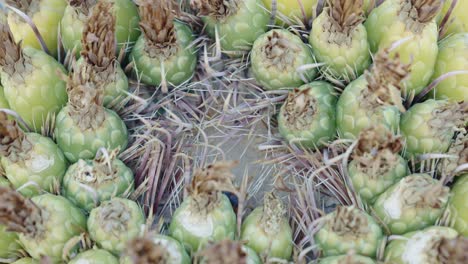 frutos de cactus de barril maduros e inmaduros se sientan entre espinas afiladas y numerosas, macro 4k