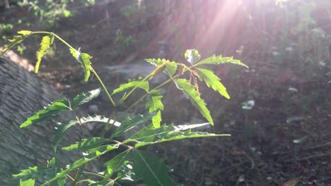 azadirachta indica 或 neem 树在风和阳光下挥舞着叶子