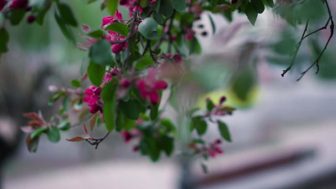 보라색 나무 꽃이 도시 공원 풍경에 맞춰 녹색 잎 사이에서 꽃을 피우고 있습니다.