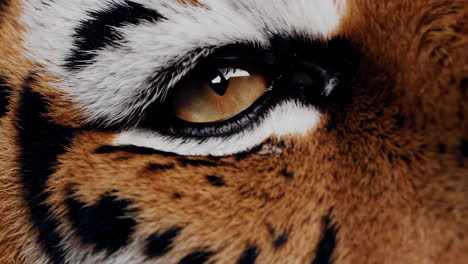 close-up of a tiger's eye