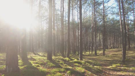 Troncos-De-árboles-Coníferos-En-Un-Bosque-Cubierto-De-Musgo-En-Un-Día-Soleado-3