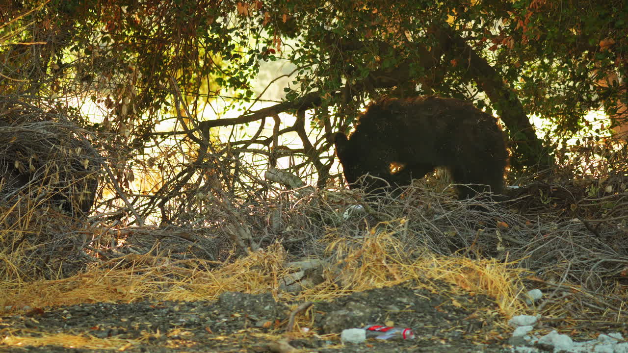 Cucciolo d'orso curioso che esplora un terreno cosparso di rifiuti in California, statico