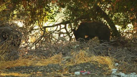 curious bear cub exploring garbage-littered ground in california, static