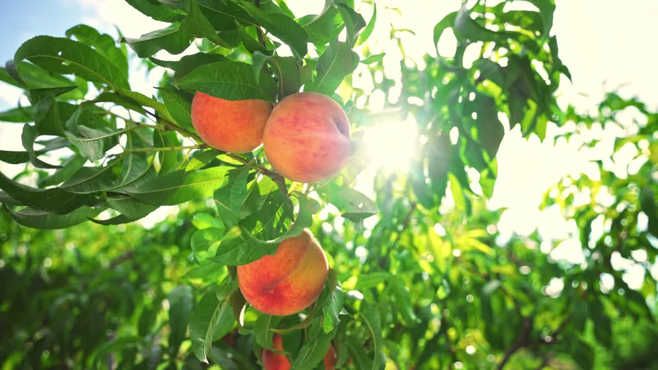 Buah persik besar yang berair di pohon. Kebun buah yang menakjubkan. Sinar matahari yang ajaib. Buah-buahan matang di bawah sinar matahari