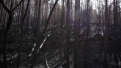 View-of-a-summer-bunet-down-eucalyptus-forest-in-Sapin