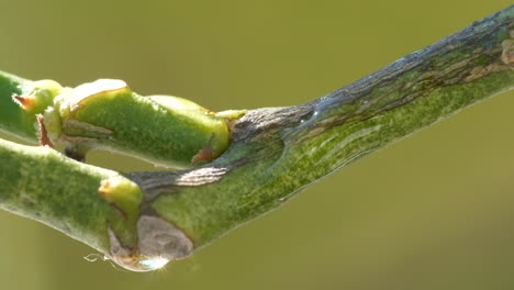 abejorro volando y aterrizando en la rama de un árbol en una vista macro cercana