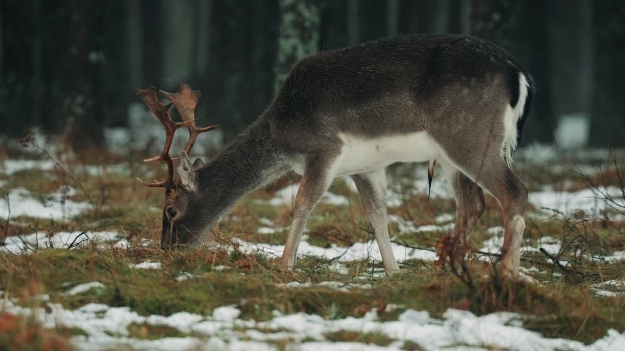 Wild roe in the forest nibbling grass in slowmotion 60FPS