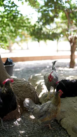 chickens in a garden