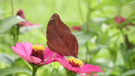 Primer-Plano-Macro-De-Mariposa-Junonia-Iphita-Marrón-Recogiendo-Polen-De-Flor-Rosa-En-Verano