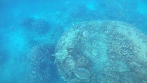 five green sea turtles in oahu, hawaii