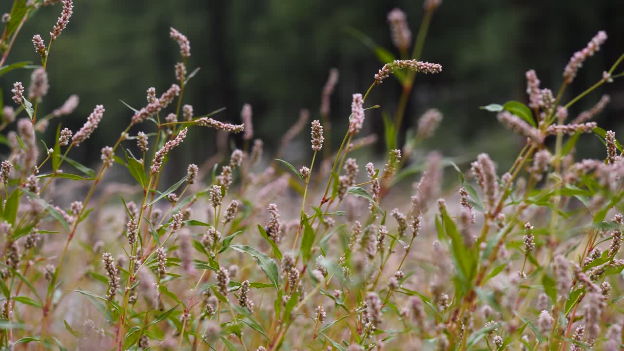 hierba inteligente que crece en un bosque de arizona con polen rosa y hojas verdes