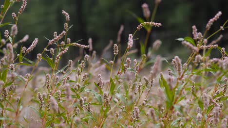 hierba inteligente que crece en un bosque de arizona con polen rosa y hojas verdes
