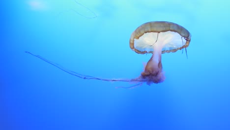 beautiful jellyfishes