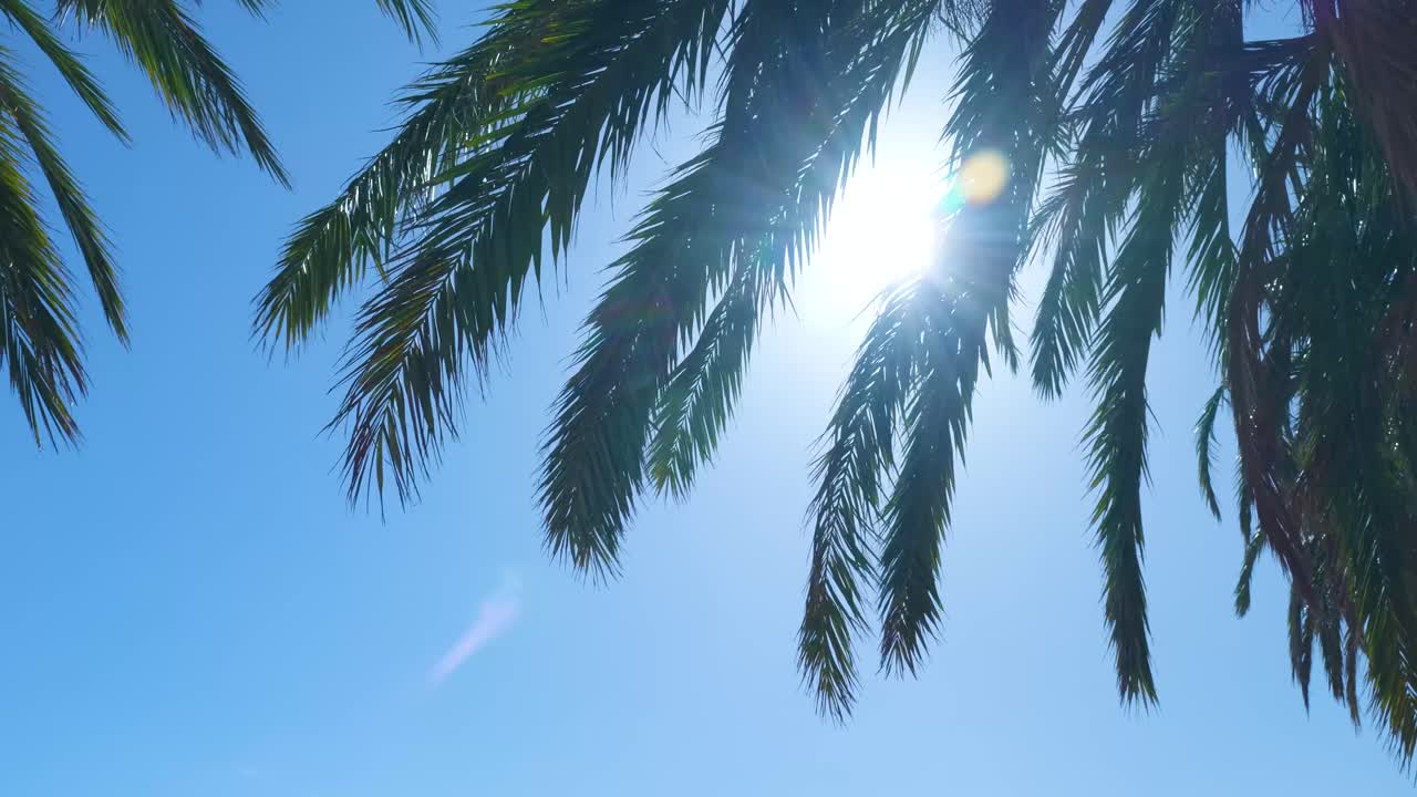 青空を背景に、緑のヤシの葉の間から明るい日差しが差し込む