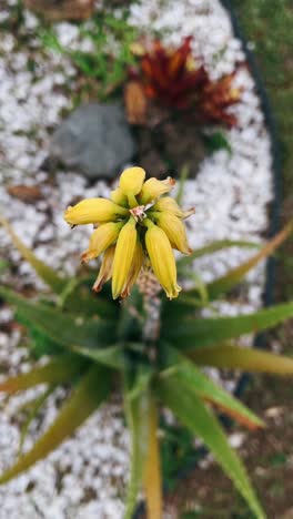 close-up of aloe vera flower