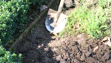 digging in a garden bed