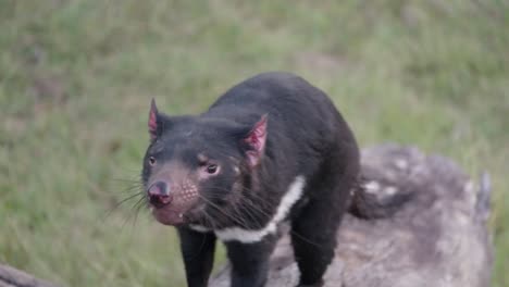 tasmanian devils captured in a wildlife sanctuary, offering a look at their behaviours as they roam and engage with their surroundings