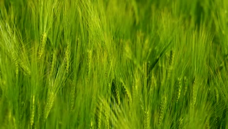light green spikelets. beautiful background of not ripe agricultural plants swaying in wind. fresh organic plants growing on field. close-up.