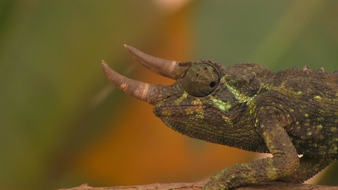 рогатый хамелеон вращает глазами