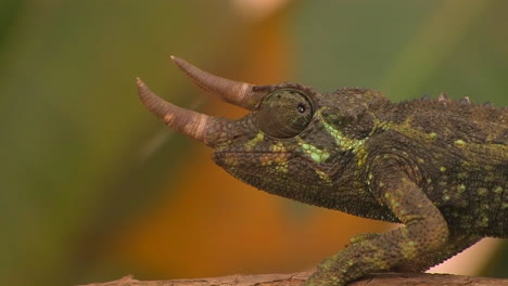 a horned chameleon rotating its eyes