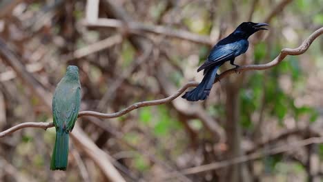 Blue-bearded-Bee-eater,-Nyctyornis-athertoni,-and-Hair-crested-Drongo,-Dicrurus-hottentottus,-perched-together-while-the-Drongo-looks-around-for-some-potential-meal