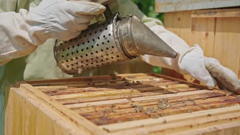 beekeeper using bee smoker to calm honey bees at apiary