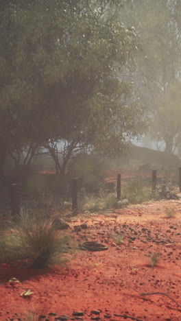 foggy morning in the australian bush