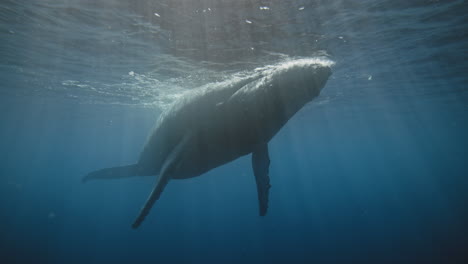 epic view from below of humpback whale relaxing at surface of ocean