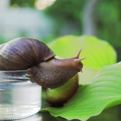 the snail sits on a glass jar. she looks at two green leaves and the apple near the jar
