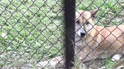 australian dingo in captivity