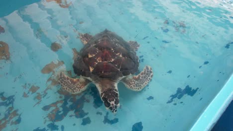 sea turtle rehabilitation into marine conservation sanctuary, los roques