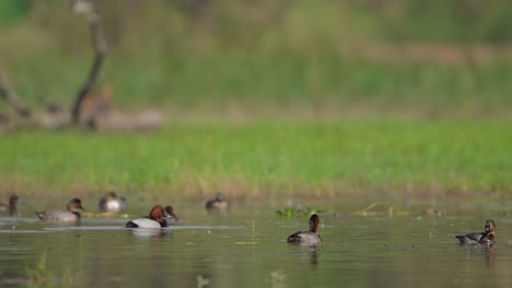 flock of common pochard