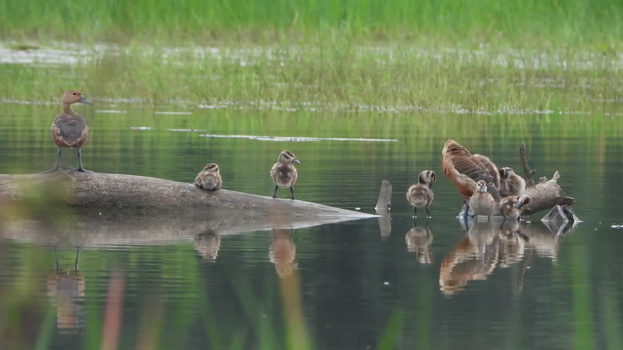 휘파람 오리 - 비 - 연못 - 병아리
