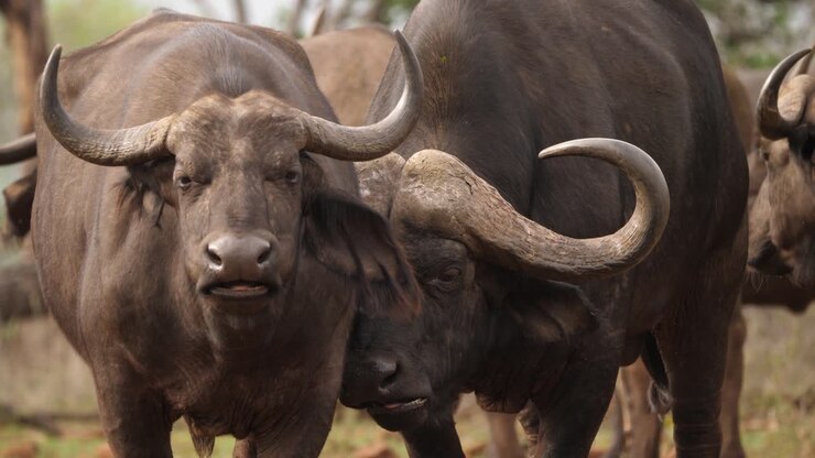 Toro di bufalo del Capo africano che accarezza affettuosamente la mucca mentre entrambi ruminano.