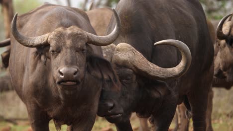 Afrikanischer-Kapbüffelbulle-Schmiegt-Sich-Liebevoll-An-Die-Kuh,-Während-Beide-Wiederkäuen